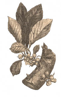 Gutapercha (Palaquium gutta). Látex inelástico natural derivado de la savia de árboles del sudeste asiático. Muy utilizado en el siglo XIX, entre otros, como aislante en las líneas telegráficas submarinas.