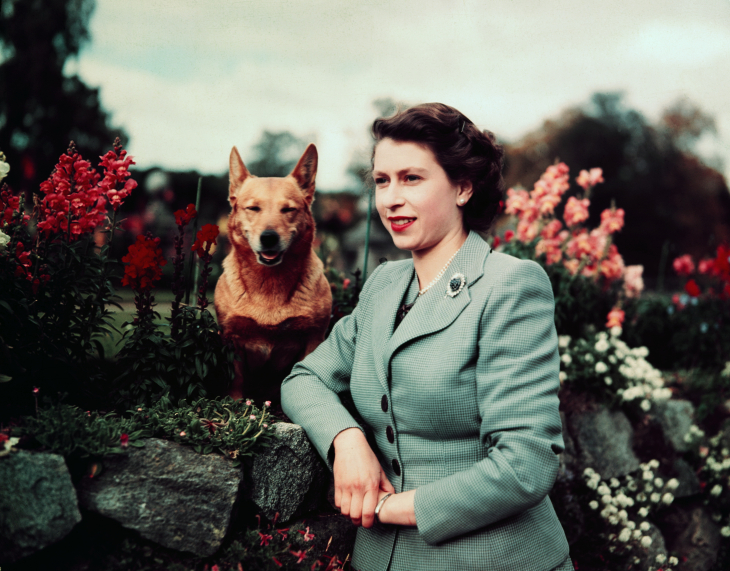 Esta foto fue tomada en 1952, año en el  que murió el padre de Isabel, el rey jorge  VI. Meses despues, en junio de 1953, la  coronación de la mujer fue retransmitida  por televisión, un hecho inédito. Foto: Getty Images. 