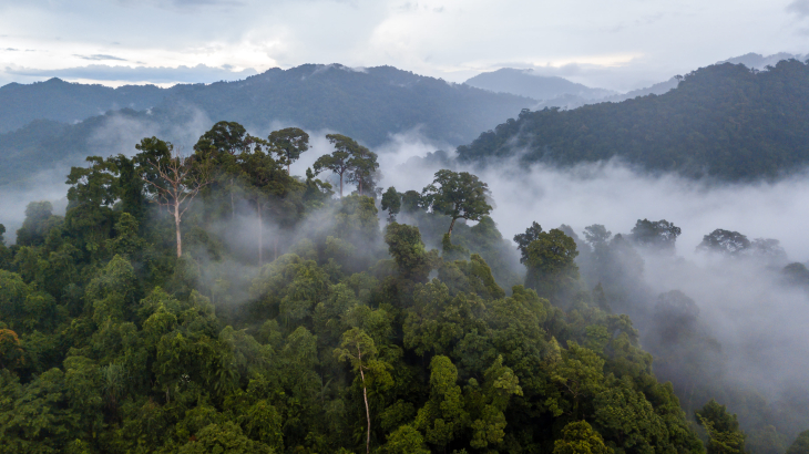 Según cálculos de un experto brasilero, la cuenca amazónica podría transpirar hasta 20 billones de litros de agua al día. Foto: Shutterstock