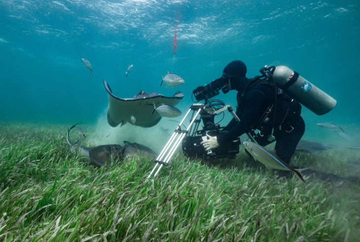 El camarógrafo Doug  Anderson filma rayas  gigantes, metiéndose entre  la hierba marina, para un episodio de Nuestro Planeta.
